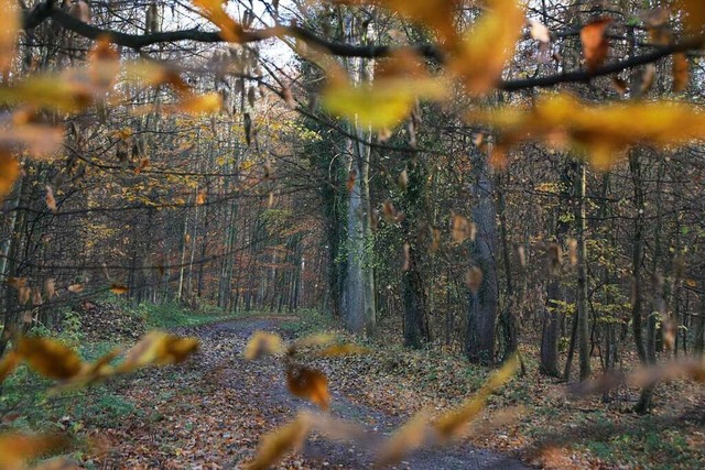 Dem Wald bei Forchheim geht es nicht gut.  | Foto: Martin Wendel