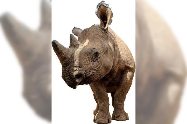 Radioaktive Kugeln fr die Hrner von Rhinozerossen