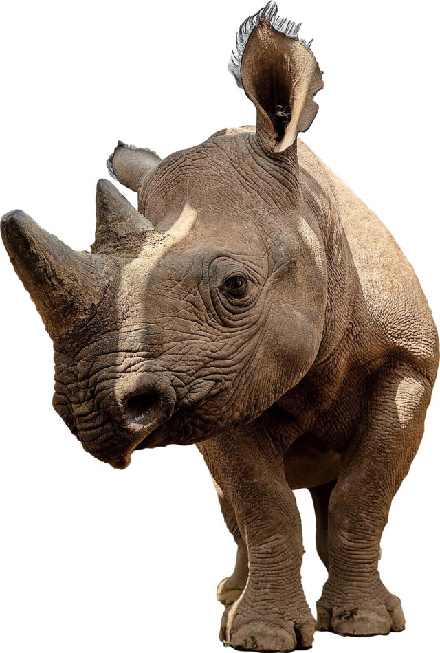 Fr das Horn von Rhinozerossen werden ...hlt. Das gefhrdet den Erhalt der Art.  | Foto: Kyle De Nobrega