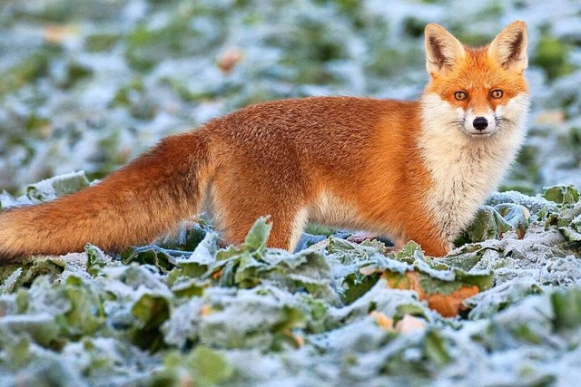Ein Fuchs ging in Sulz um (Symbolbild)  | Foto: Patrick Pleul