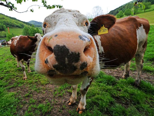 Im Sommer lassen Schwarzwlder Bauern ihre Khe auf die Weide.  | Foto: Patrick Seeger