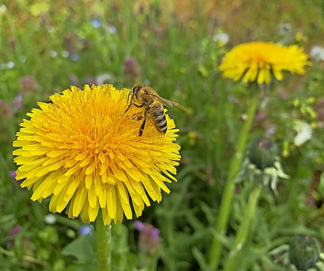 Insekten sind dankbare Besucher der Blhwiesen  | Foto: Helmut Seller