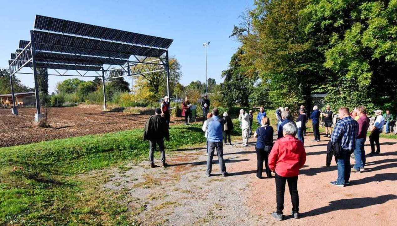 Die Denzlinger Agri-Photovoltaikanlage... könnte auch im Weinbau funktionieren.  | Foto: Markus Zimmermann