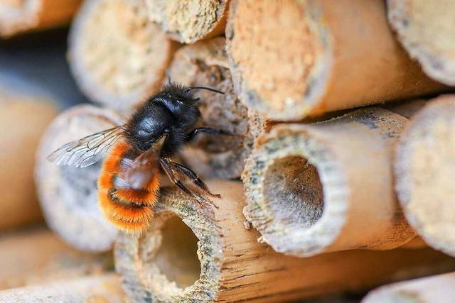 SBBZ in Endingen sammelt Klicks für Wildbienen-Projekt