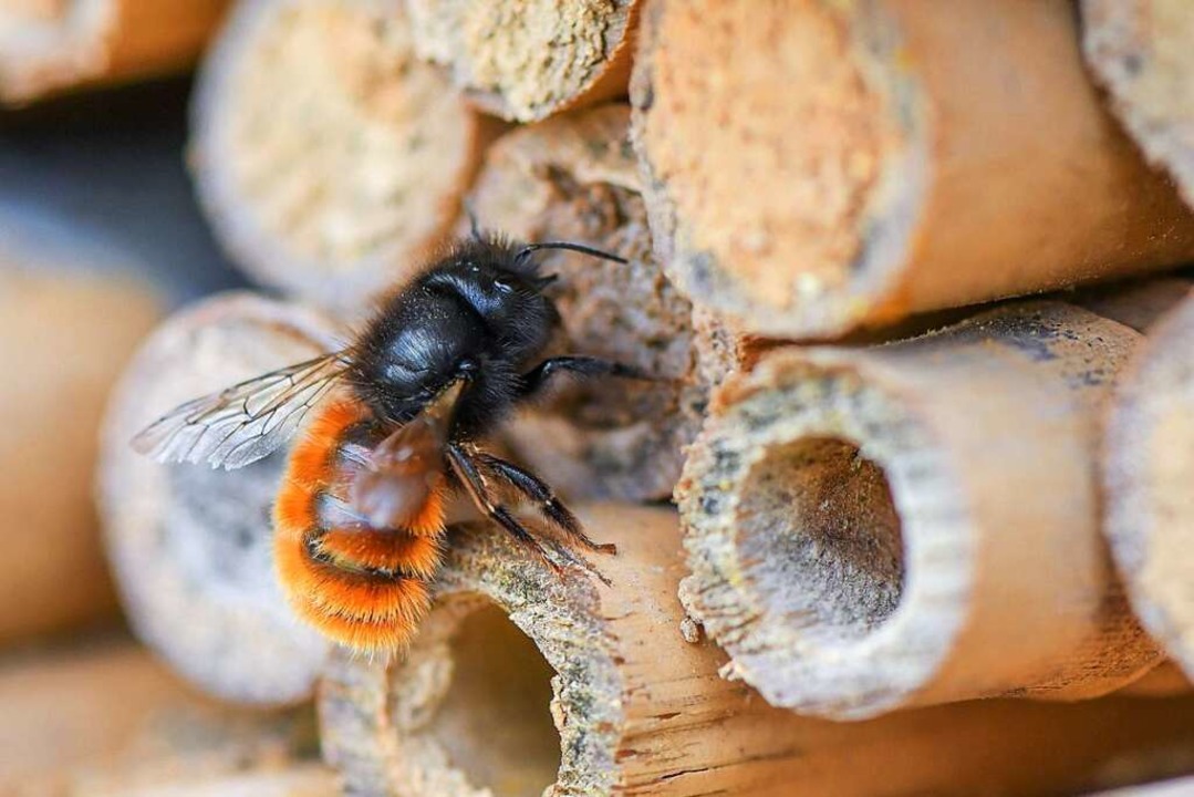 Eine Wildbiene an einem Insektenhotel (Symbol)  | Foto: Patrick Pleul (dpa)