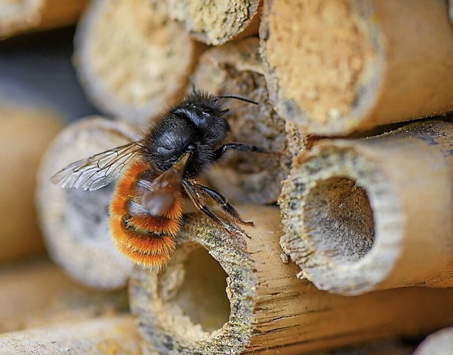 Eine Wildbiene an einem Insektenhotel (Symbol)  | Foto: Patrick Pleul (dpa)