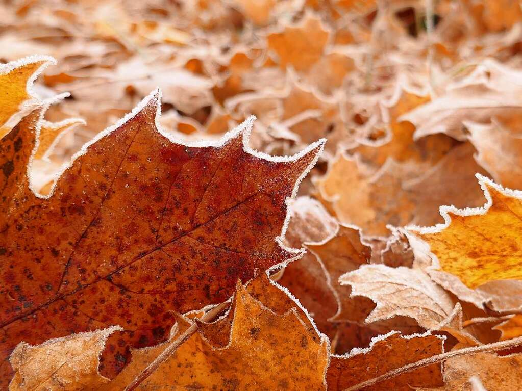 Der Herbst sagt ade: Ein kleiner Wintermantel umhllt das Blatt und gibt einen ganz besonderen Farbtupfer, findet Ilana Danner