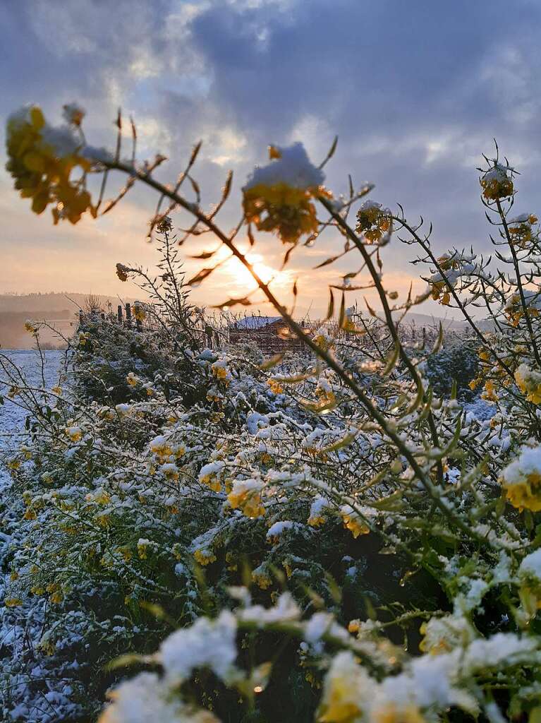 Leicht mit  Schnee bepuderte Senfpflanzen und der Sonnenaufgang im Hintergrund, fr Sigrid Buchmller ein wunderbarer Anblick im Nordweiler Rebberg.