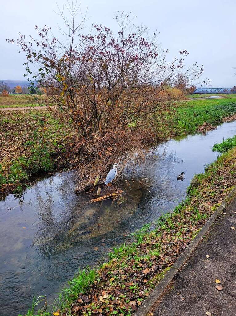 Auf der Lauer befindet sich dieser Fischreiher, dem Heiner Schuler mit der Kamera auflauerte.