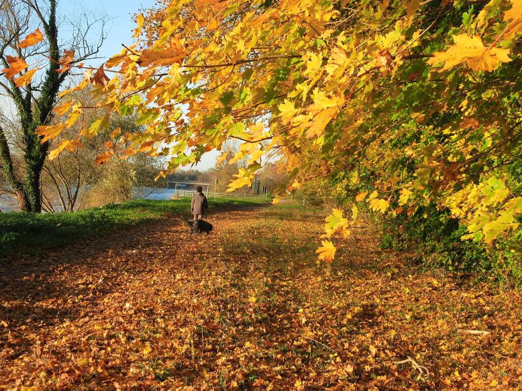 Wie farbenprchtig Herbstlaub sein kann, zeigt das Foto von Helmut Mall.