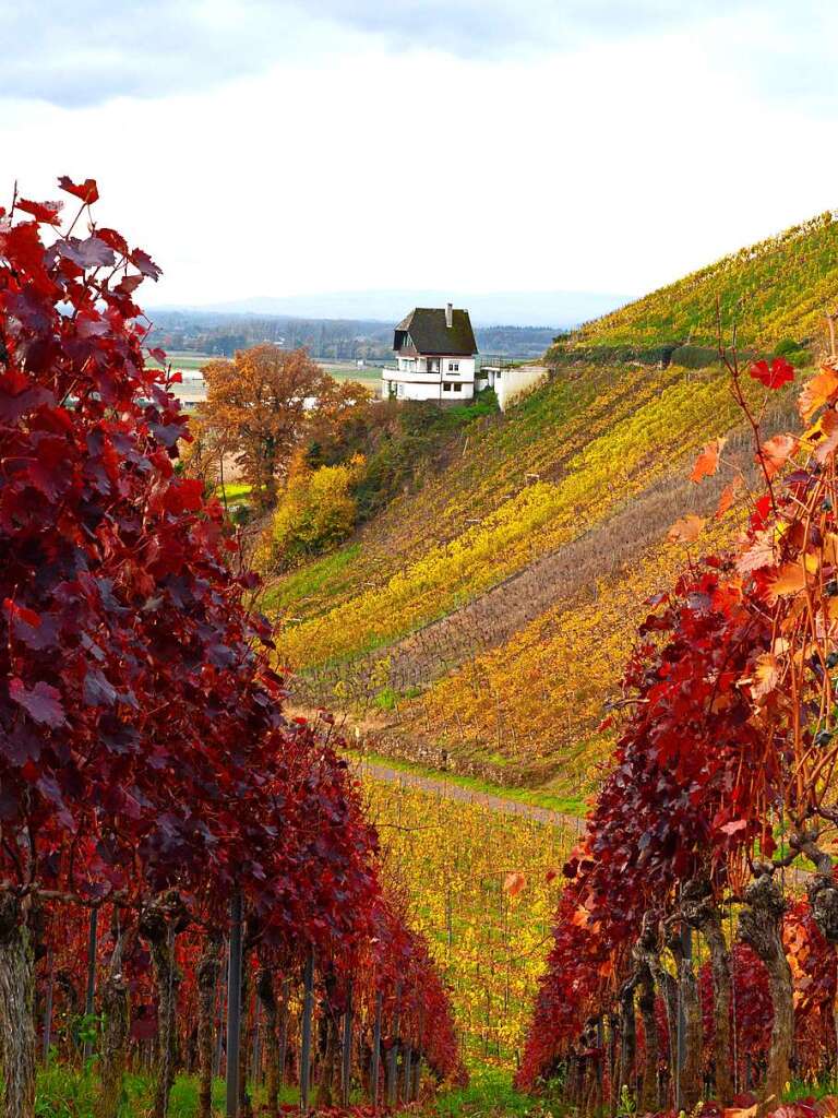 Tolle Farben bietet der Herbst, hier ein Foto von Wilhelm Billharz aus den Rebbergen bei Buchholz.