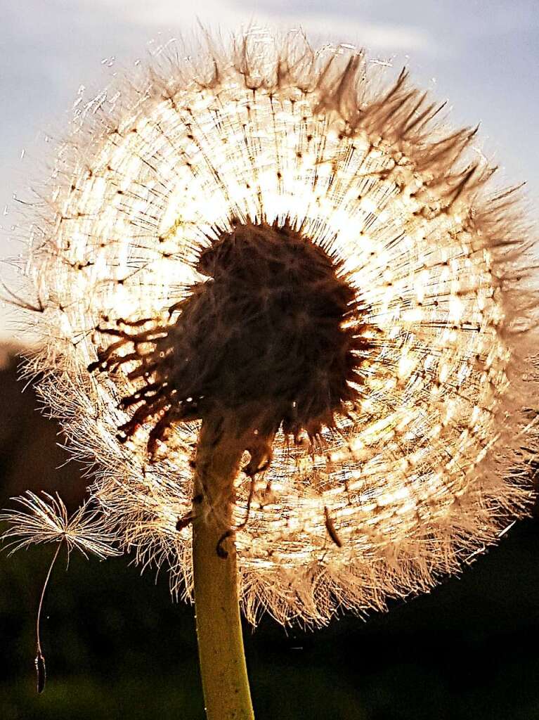 So filigran wirkt eine Pusteblume im Gegenlicht, fotografiert von Claudia Hermes.