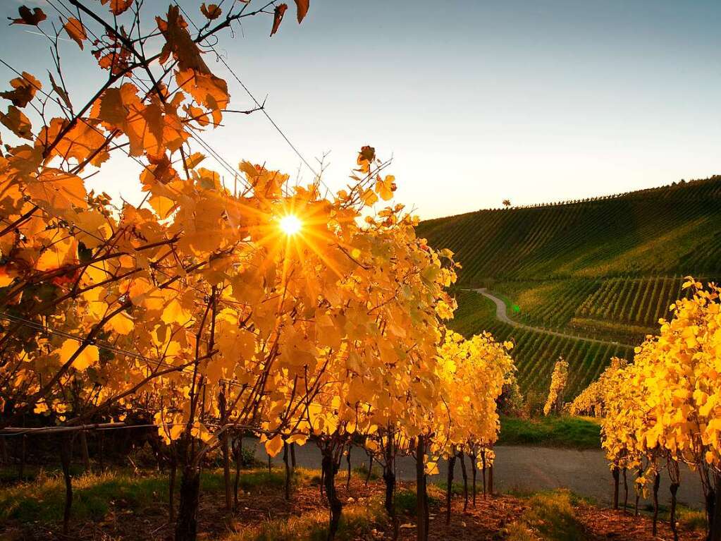 Luca Szwirblies fing die Sonne in den Buchholzer Weinbergen ein.