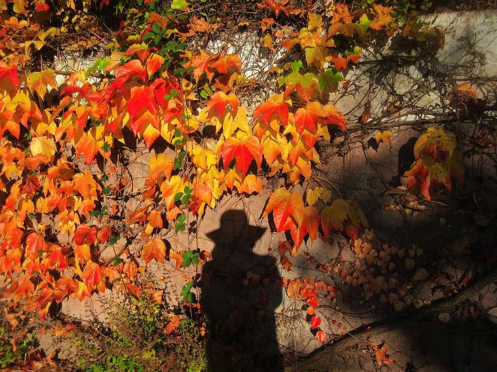 Hubert lang trumte schon vom Frhling, als er das Rot werdende Herbstlaub ablichtete.