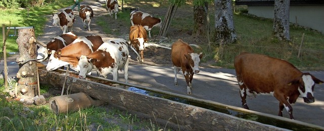 Auch das Vieh muss trinken (Symbolfoto... Wasserversorgung auch bercksichtigt.  | Foto: ralf morys