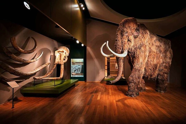 Tierkrper im Naturhistorischen Museum...t und mit Huten oder Fellen bespannt.  | Foto: Gregor Brndlin