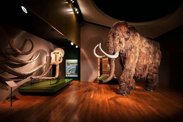 Das Naturhistorische Museum Basel feiert 200. Geburtstag