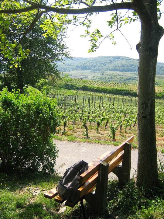 Reben und Berge prgen die Aussichten auf dem Steinkauzpfad.  | Foto: Anne Freyer