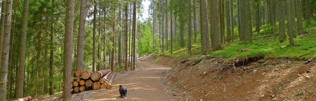 Die Waldflurneuordnung wird, wie zwisc...e Bewirtschaftung vereinfacht werden.   | Foto: Eva Korinth