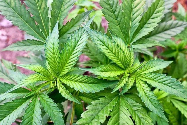 Polizei erntet Cannabis-Pflanzen ab und stellt drei Kilo Marihuana sicher