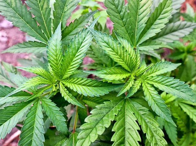 Illegal angebaute Cannabispflanzen (Sy...em Weinberg am nrdlichen Kaiserstuhl.  | Foto: Patrick Pleul (dpa)