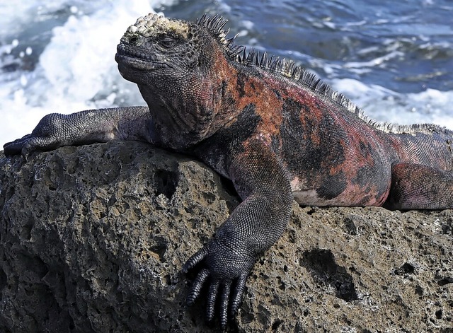 Sehen aus wie nicht von dieser Welt un... auf: Meerechsen der Galapagos-Inseln.  | Foto: MarcelRen - stock.adobe.com