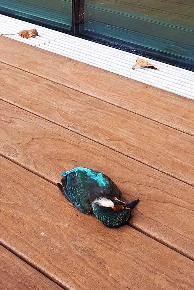 Ein Eisvogelmnnchen starb, nachdem es  an die Spiegelfassade geprallt war.  | Foto: Uwe Wehrle/NABU