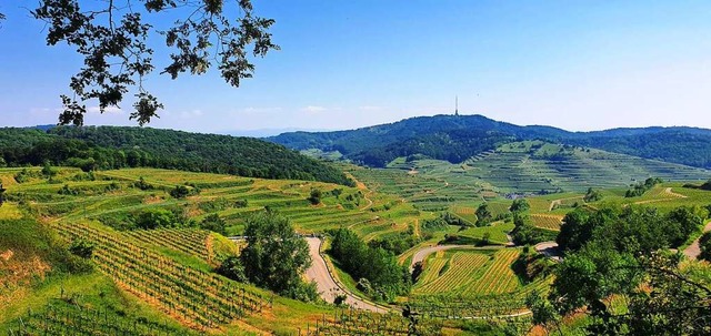 Mit der Schnheit der Landschaft im Ka...ind die meisten Vogtsburger zufrieden.  | Foto: Julius Wilhelm Steckmeister