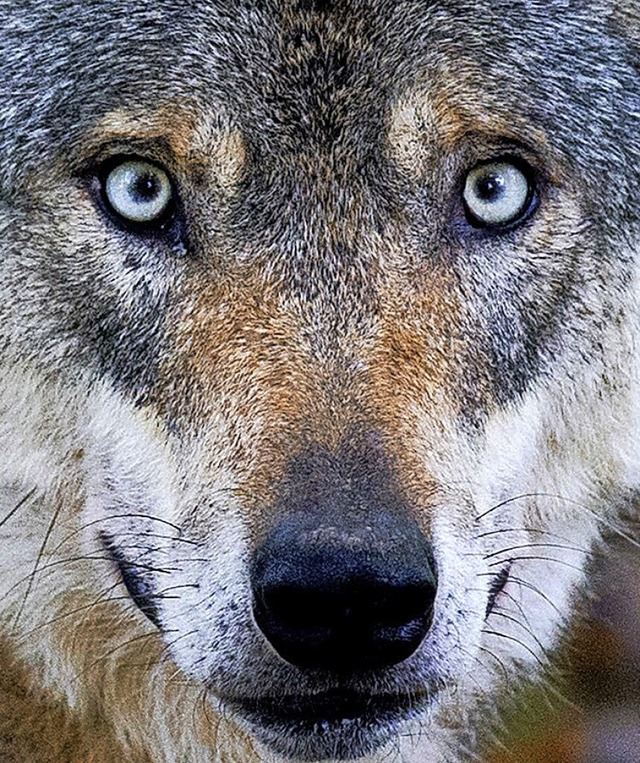 Der Wolf ist wieder da. Die einen finden das zum Heulen, die anderen frohlocken.  | Foto: Julian Stratenschulte