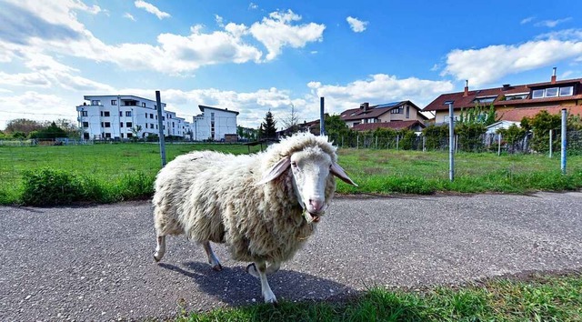 Das Landleben in der Stadt sieht die Interessengemeinschaft Obergrn bedroht.  | Foto: Michael Bamberger