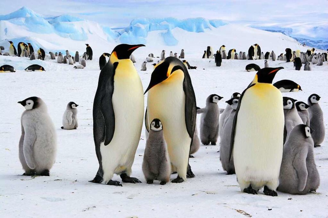 Warum gibt's nur auf der Südhalbkugel Pinguine? - Erklär's mir - Badische  Zeitung