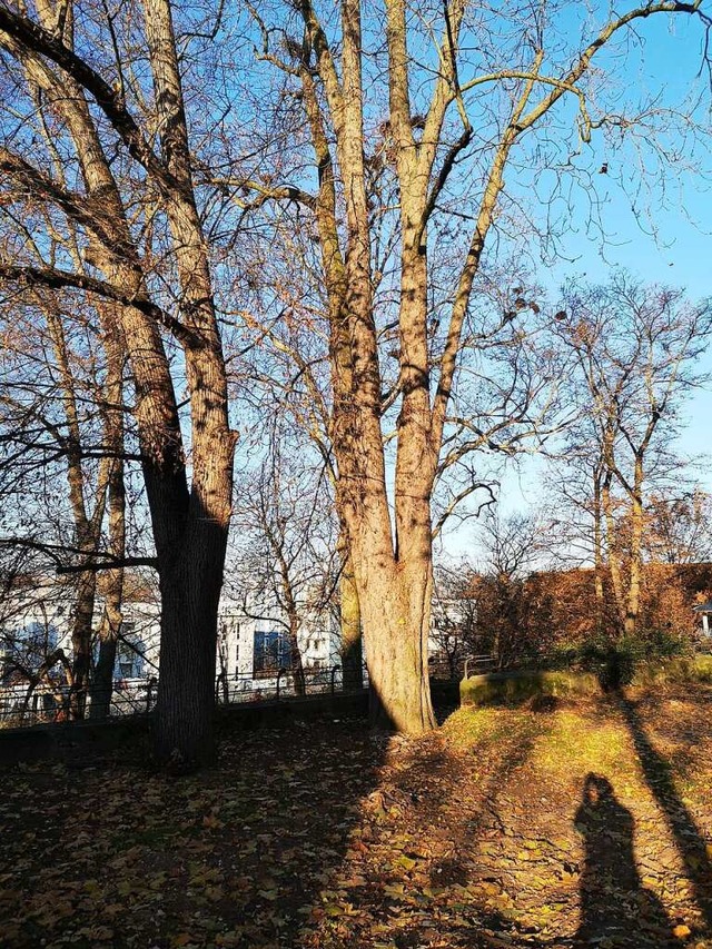 Einer Beschdigung von Baumwurzeln dur...innen und Rte mit Antrgen vorbeugen.  | Foto: Ralf Burgmaier