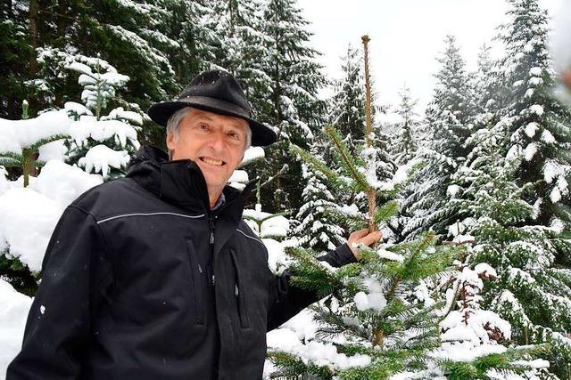 Wie Bernhard Kaltenbach in Wildtal Weihnachtsbäume anbaut