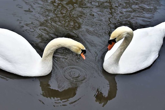 Hansi und Hansi: Im Zeller Schwanenweiher wird nicht gegendert.  | Foto: Angelika Schmidt