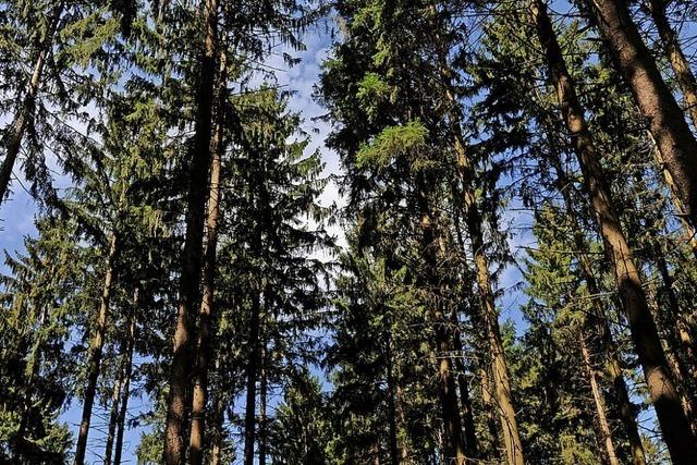Bad Säckingens Wald wirft Gewinn ab