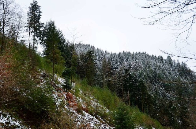 Der grte Teil des  Walds der Malteserstadt liegt oberhalb von Sulzburg.  | Foto: Sophia Hesser