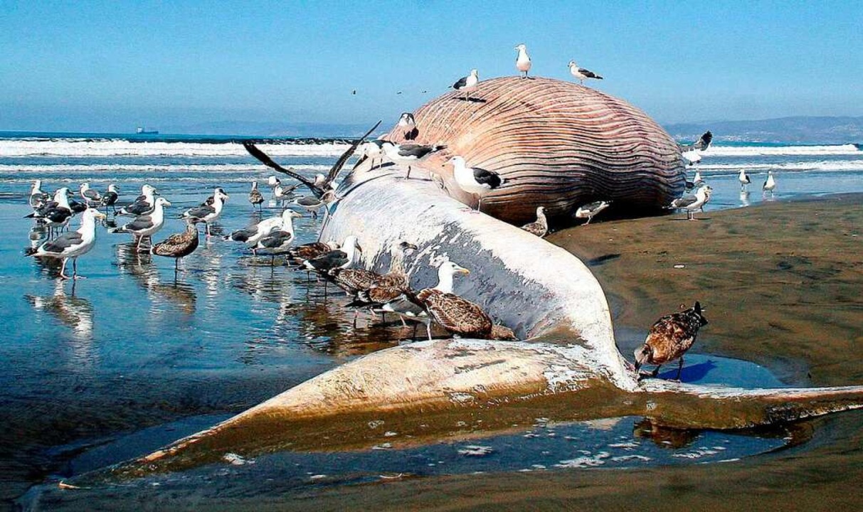 Gegner sorgen sich um die Tierwelt, be...eigt einen gestrandeten Wal in Mexiko.  | Foto: A2609 epa efe Alejandro Zepeda