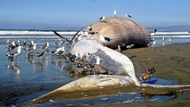 Gegner sorgen sich um die Tierwelt, be...eigt einen gestrandeten Wal in Mexiko.  | Foto: A2609 epa efe Alejandro Zepeda