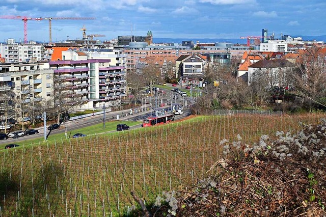 Wo jetzt noch Wein wchst,  sollen Woh... daneben ein Pflegeheim gebaut werden.  | Foto: Thomas Kunz