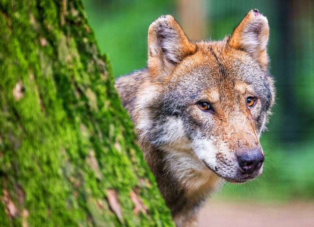 Ein Wolf hat das Kalb auf Gemarkung Titisee-Neustadt gerissen (Symbolbild).  | Foto: Lino Mirgeler (dpa)