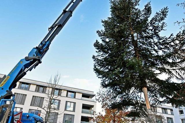 Dorfgemeinschaft von Freiburg-Hochdorf lsst den Weihnachtsbaum fliegen