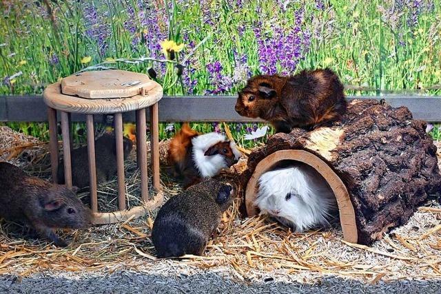 Groe Aufregung um Kleintiere bei Zoo Burkart in Freiburg