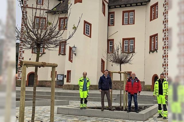 Neue Bäume für den Schmieheimer Schlossgarten