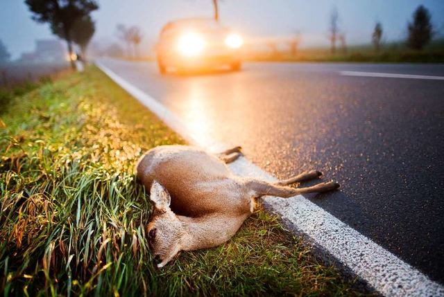 Wildunflle sind in Baden-Wrttemberg meldepflichtig.  | Foto: Julian Stratenschulte (dpa)