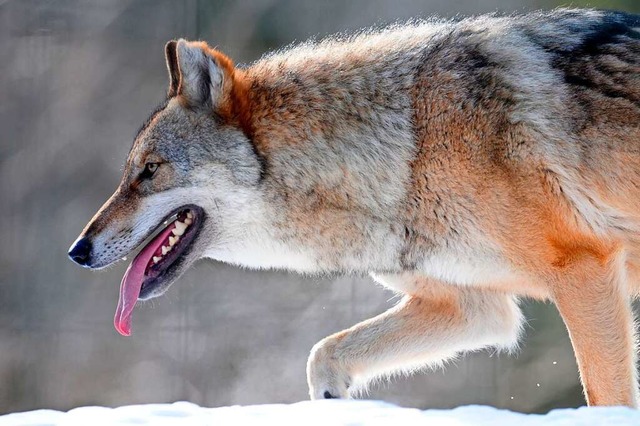 Zwei Wlfe sind in der Region sesshaft...en. Einer bereitet rger. (Symbolbild)  | Foto: Matthias Hiekel