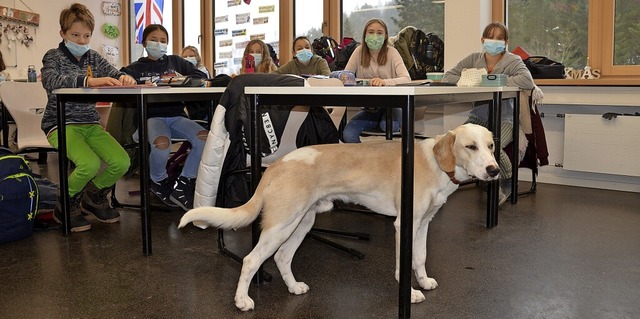 Mischling Louis fhlt sich im Klassenz...haben ihn lngst ins Herz geschlossen.  | Foto: Sebastian Barthmes