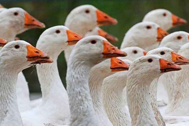 Stopfleber geh�rt zum Elsass – und ist heftig umstritten