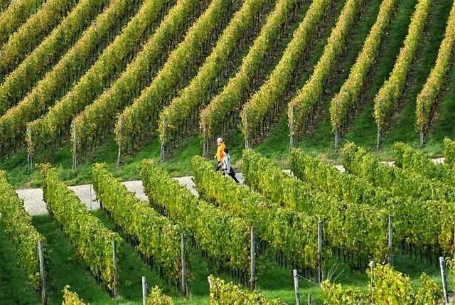 Neben Genuss und Wein ist die Natur da...erg, meint die neue Geschftsfhrerin.  | Foto: Markus Donner