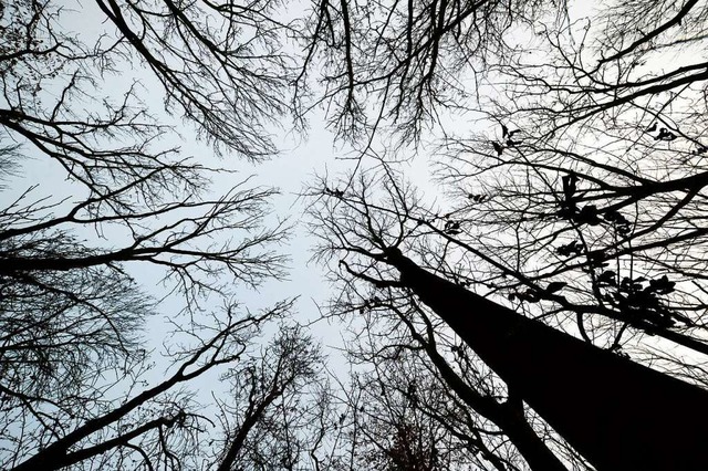 Das Eschentriebsterben hat Auswirkungen auf den Gottenheimer Wald.  | Foto: Jens Kalaene