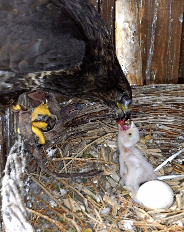 Die Musebussard-Dame aus dem Wildgehe...einen Turmfalken Merlin in ihrem Nest.  | Foto:  Hubert Rossa